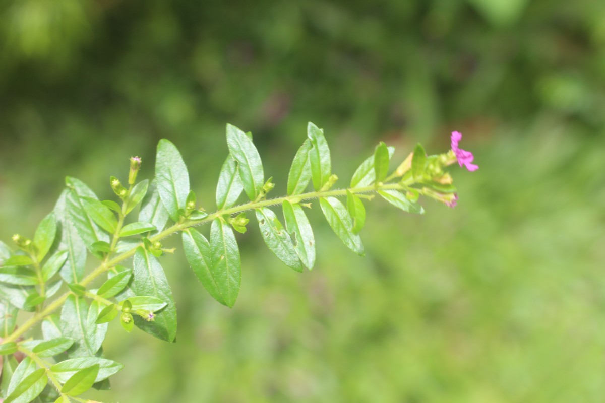 Cuphea hyssopifolia Kunth